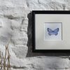 Holly Blue square framed botanic art print
