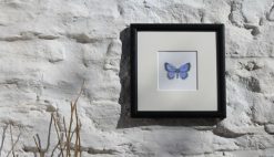 Holly Blue square framed botanic art print