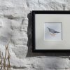 Nuthatch square framed garden bird print