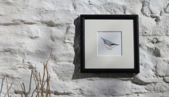 Nuthatch square framed garden bird print