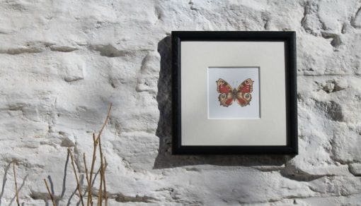 Peacock Butterfly square framed botanic art print
