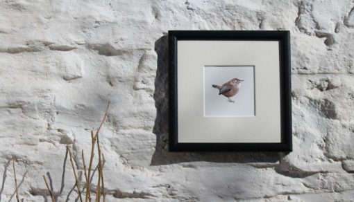 Wren square framed garden bird print
