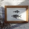 Carp and Perch oak framed print