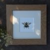 Single Bee print in square oak frame