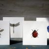 Four square cards featuring Insects