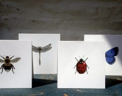 Four square cards featuring Insects