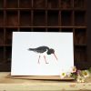 A6 card featuring a Oystercatcher and flowers