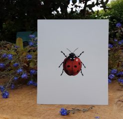 Ladybird A6 card