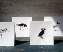 Four square cards featuring Sea birds