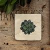 Marble coaster featuring the Succulent design with plant