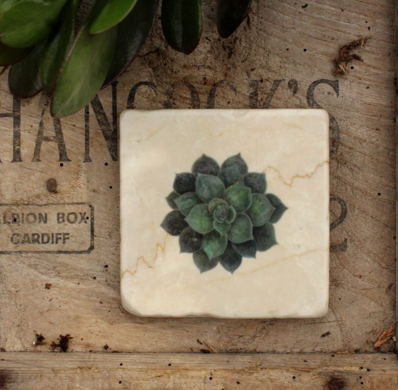 Marble coaster featuring the Succulent design with plant